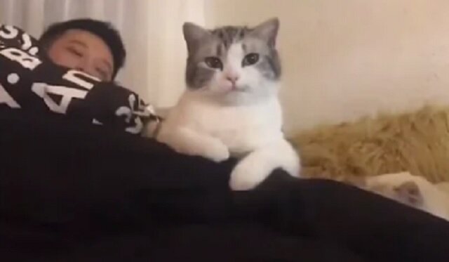 Kot z dumą patrzy na dziewczynę, której po prostu „uprowadziła” faceta - wideo