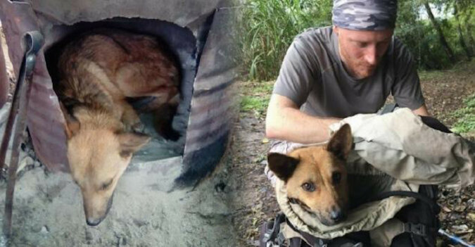 Mężczyzna uratował rannego psa, narażając swoje życie