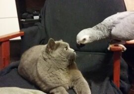 Niespokojne papugi denerwują kotów