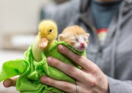 Ratownicy przyjechali po rudego kota i znaleźli całą wiązkę ogonów