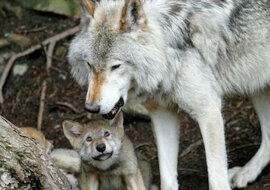 Chłopiec wychowany przez wilki. Prawdziwa historia Mowgli