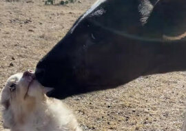 Jest to bardzo urocze: przyjaźń między małym szczeniakiem a cielęciem. Wideo