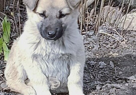Puszysty zwierzak znalazł się na ulicy, zmieszany i zmarznięty. Ale osoba o dobrym sercu nie mogła go zostawić