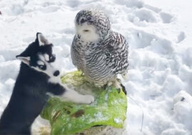 Szczeniak husky zbliżył się do sowy polarnej. To, co wydarzyło się później, jest po prostu zaskakujące
