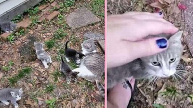 Kobieta poprosiła kotkę, aby przyprowadziła swoje kocięta, aby się nimi zaopiekować