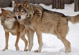 Wilki pomogły przy porodzie kobiecie podczas burzy