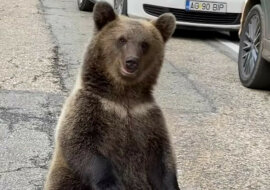 Odpocznę tutaj: niedźwiedź postanowił odpocząć tuż przy ruchliwej drodze i trafił do wideo