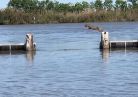 Ryś wykonał niesamowicie spektakularny skok, który zaskoczył przypadkowych obserwatorów. Wideo