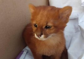 Dziewczyna przygarnęła malutkiego kotka, ale dorósł i okazało się, że wcale nie jest kotem