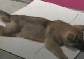 Weterynarz wydaje wyrok na szczeniaka i sięga po strzykawkę – wtedy wchodzi szef i robi to co należy