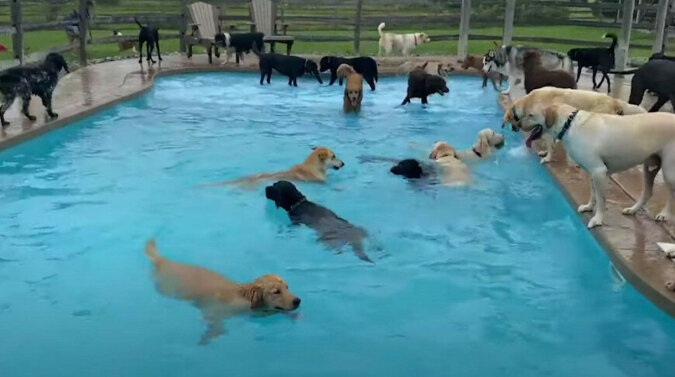 Przedszkole dla czworonożnych przyjaciół: 39 psów wskakuje do basenu