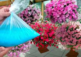 3 proste zasady, dzięki którym petunia ponownie zakwitnie