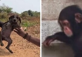 Dzięki pomocy kochających szympansów umierający szczeniak przywrócony do życia