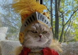 Bezpański kot znalazł nowy dom i podbija sieć modnymi strojami