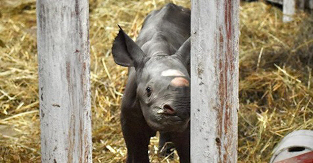 Nowonarodzony nosorożec wschodni czarny pokazany na wideo
