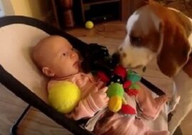 Pies ukradł dziecku zabawkę, jednak chwilę później poczuł się winny… a jego przeprosiny są niesamowite