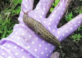 Dzielę się sposobem na pokonanie ślimaków. Podwójny efekt