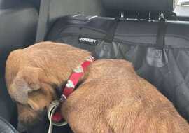 Pies drżał na widok ludzi, bojąc się spojrzeć w oczy