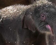 Zoo pokazało małego słonia