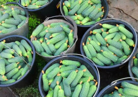 Doskonały nawóz dla tych, którzy potrzebują dużych zbiorów