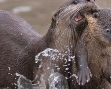 Najzabawniejsze zwierzęta roku, zwycięzcy Comedy Wildlife Photography