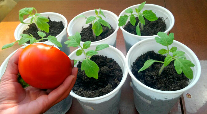 Uprawa sadzonek pomidorów: trzy cenne wskazówki, o których warto pamiętać