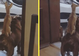 Pies znalazł sobie obrońcę i teraz niczego się nie boi