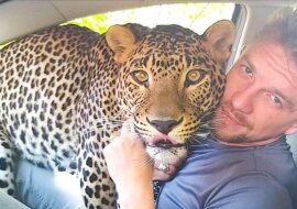 Facet zabrał lamparta z zoo i teraz mieszkają w tym samym mieszkaniu