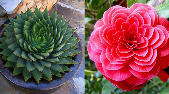 Geometria w przyrodzie: rośliny o doskonałej harmonii i symetrii