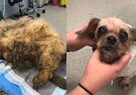 Ludzie nie mogli uwierzyć, że to żywa istota