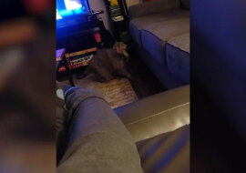 Bardzo gruby kot ma pewne problemy z sofą - zabawne wideo