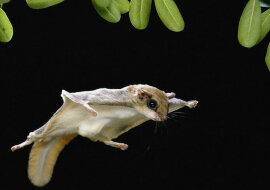 Zabawny filmik z niezwykłymi zwierzakami. Wideo