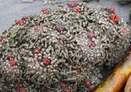 Przecięli ten dziwny kamień. Kiedy zaczęła wypływać z niego krew, dokonali niesamowitego odkrycia