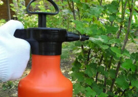 Trzy proste sposoby na pozbycie się mszyc w ogrodzie