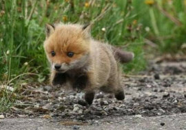 Zabawne i urocze zwierzęta: wybór zdjęć z tego tygodnia