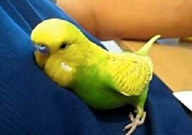 Zaspana papuga przylgnęła do swojego właściciela i opowiada wszystko, co wydarzyło się w ciągu dnia