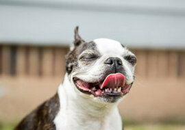 Pies denerwował właścicielkę otwierając drzwi do pokoju z dzieckiem. Okazało się, że uratował życie córki