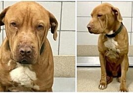 Pies nie potrafił przestać trząść się z żalu, był w głębokiej rozpaczy