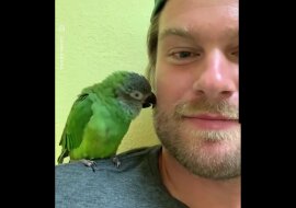 Papuga błaga właściciela o smaczną przekąskę. Zabawny filmik