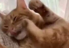 Zabawny kot rozśmieszył sieci społecznościowe. Wideo