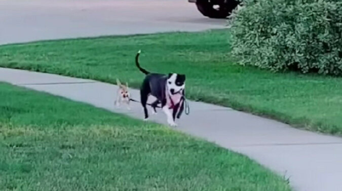 Czy można chodzić na spacer bez człowieka? Zabawny incydent z psami rozbawił użytkowników. Wideo