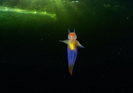 Nieziemskie piękno: tajemniczy morski mieszkaniec – morski anioł