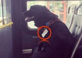 Pasażerowie byli oburzeni na widok psa samego w autobusie, dopóki nie zauważyli tego