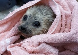 Trzydniowa nerpa szukała pomocy i ochrony u ludzi