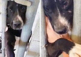 Aby znaleźć nowego właściciela, pies ze schroniska wyciągał łapę do każdego, który przechodził koło jego klatki