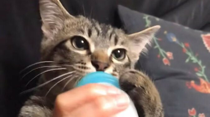 Kot zjadł z butelki i wzruszył Internet swoim posiłkiem. Wideo