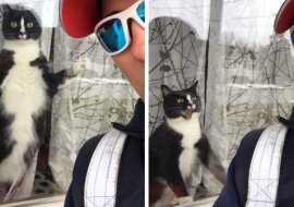 Listonosz sfilmowała kota, który rozpaczliwie broni domu