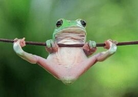 Indonezyjczyk łapie niesamowite ujęcia żab