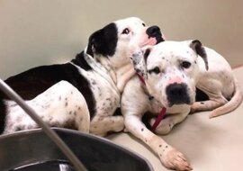 Pies nie chciał opuszczać schroniska bez ukochanej