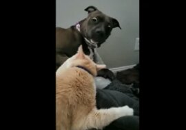 Kot w odpowiedzi na czułość podrapał psa, którego reakcja jest bezcenna. Wideo